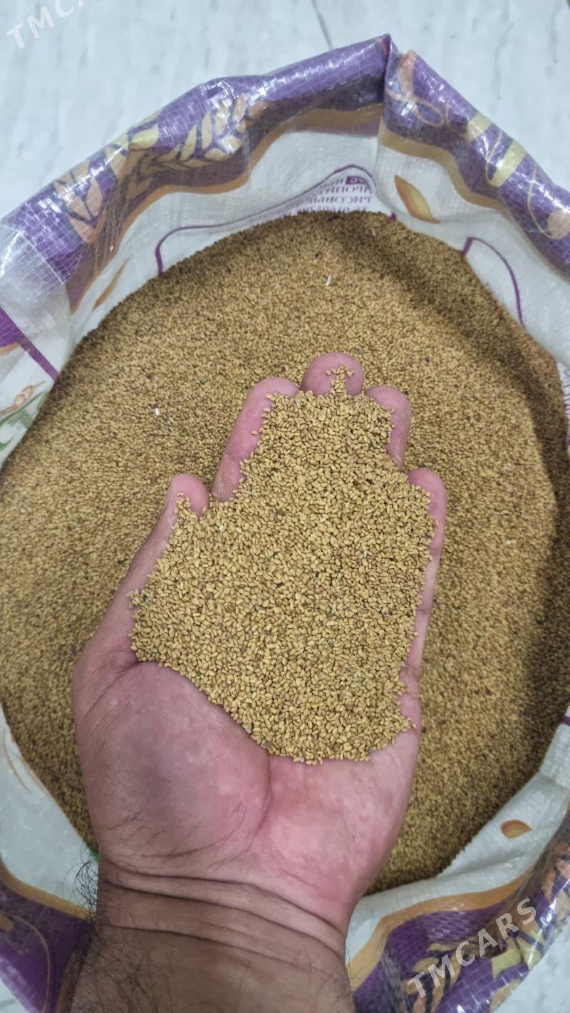 ÝORUNJA TOHUM - Bedew - img 1