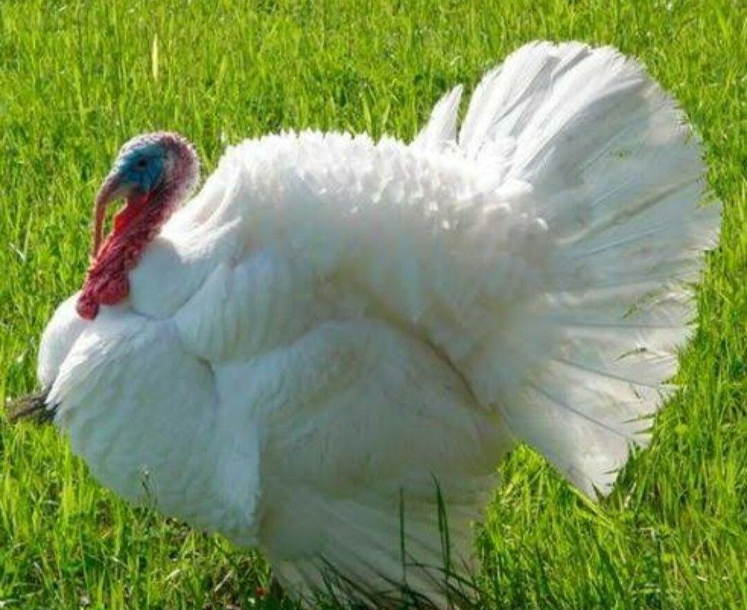 induk jüýjesi satlyk - Гёкдепе - img 1