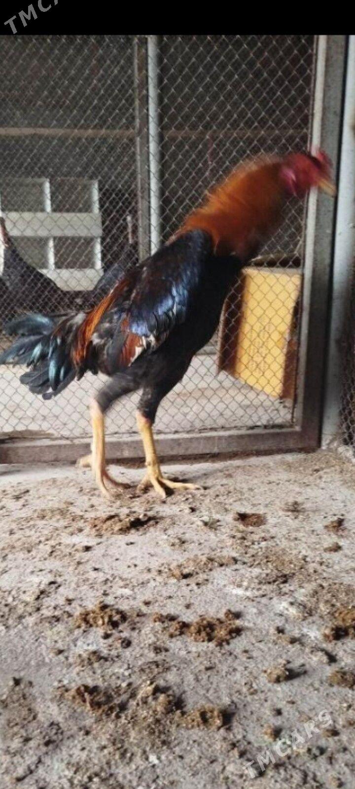 Daşkent horaz - Бахарден - img 1