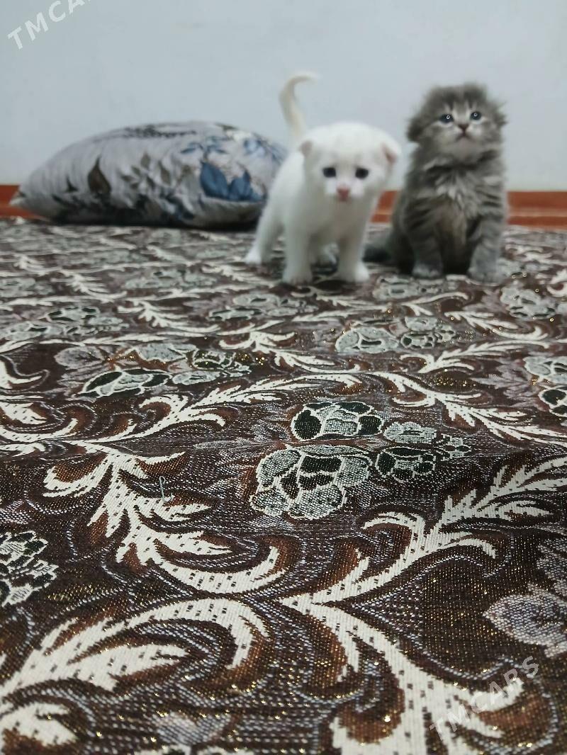 parodo pisik - Мары - img 1