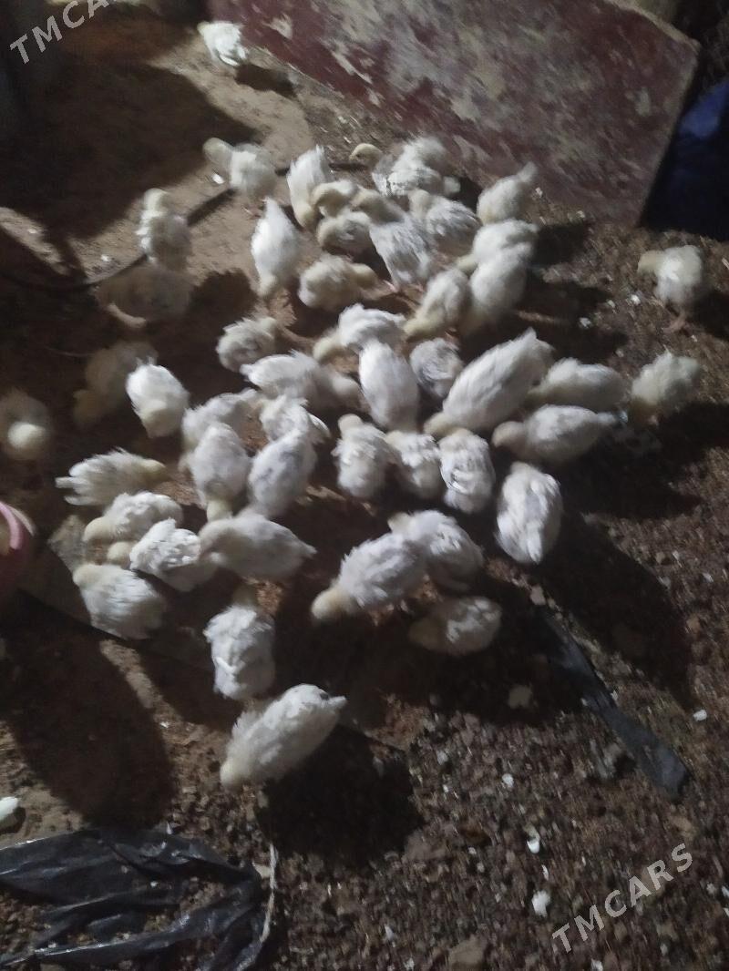 adler towugyn jujesi - Magtymguly - img 1