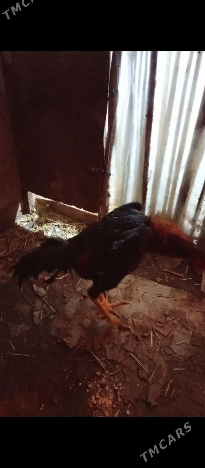 Horaz - Şabat etr. - img 1