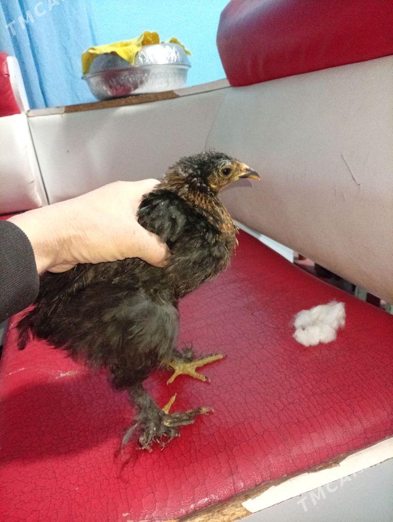 ayagy perli - Şabat etr. - img 1