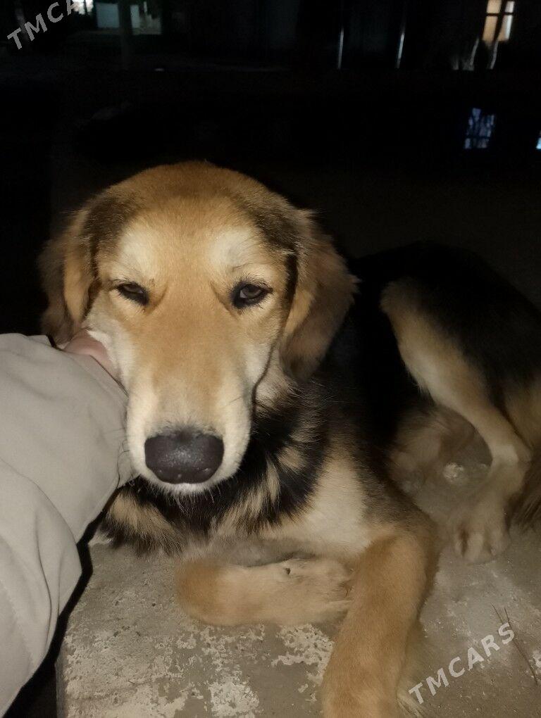 tazy it. тазы собака - Туркменбаши - img 1