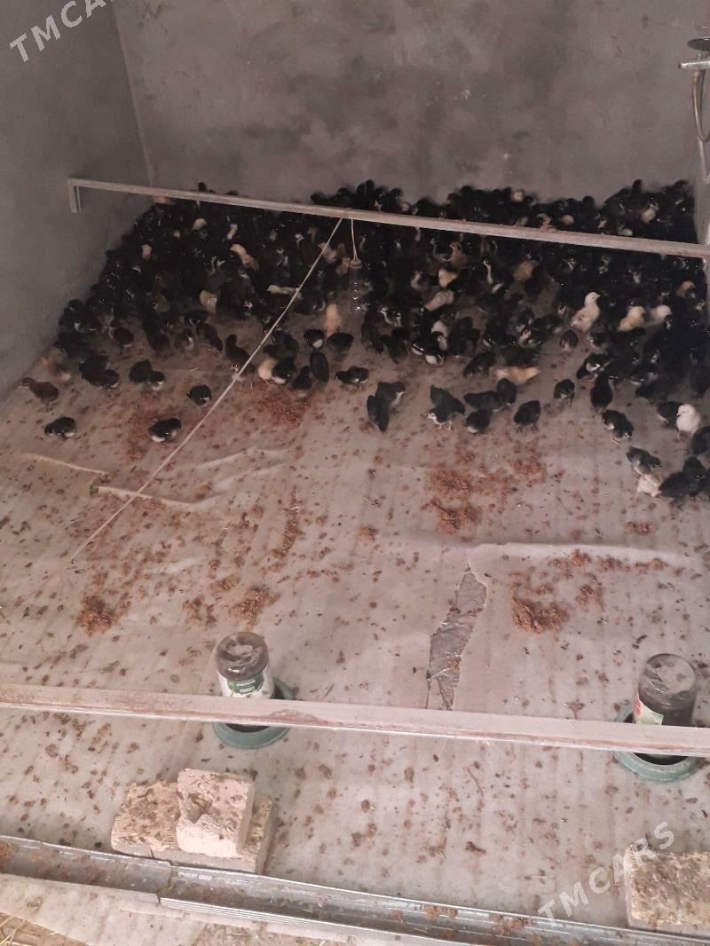 juyje жуйже - Türkmenabat - img 1