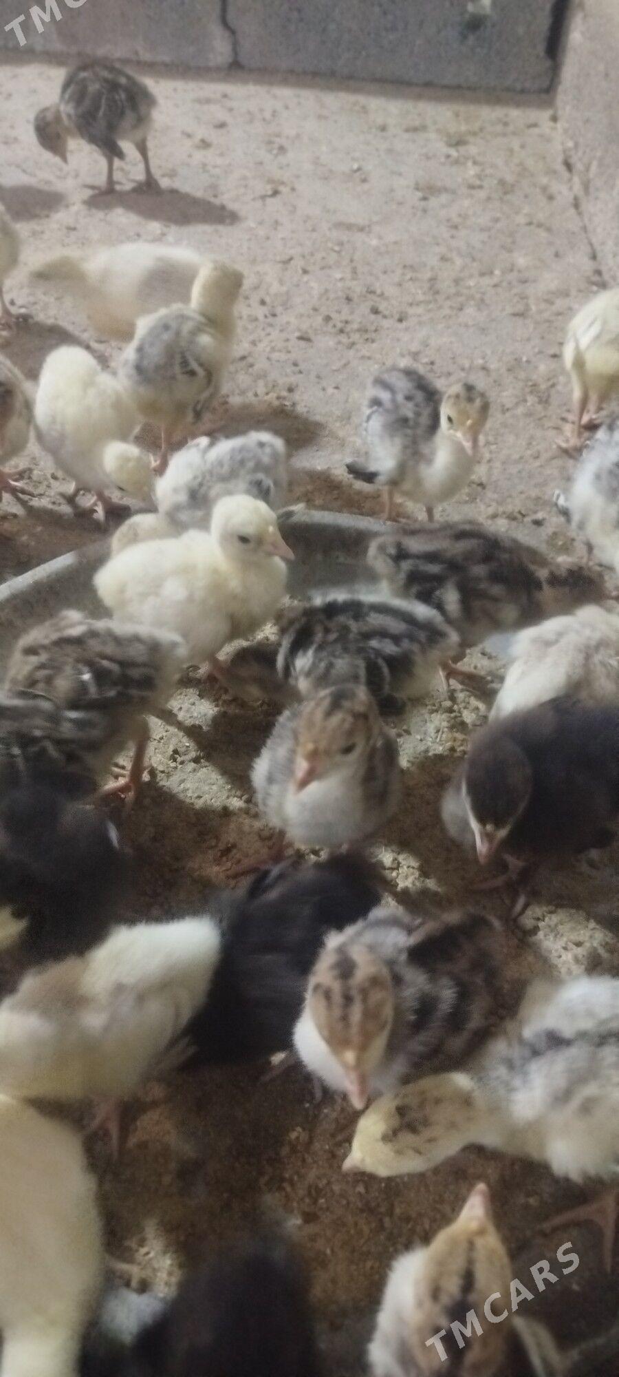 induk juje - Babadaýhan - img 1