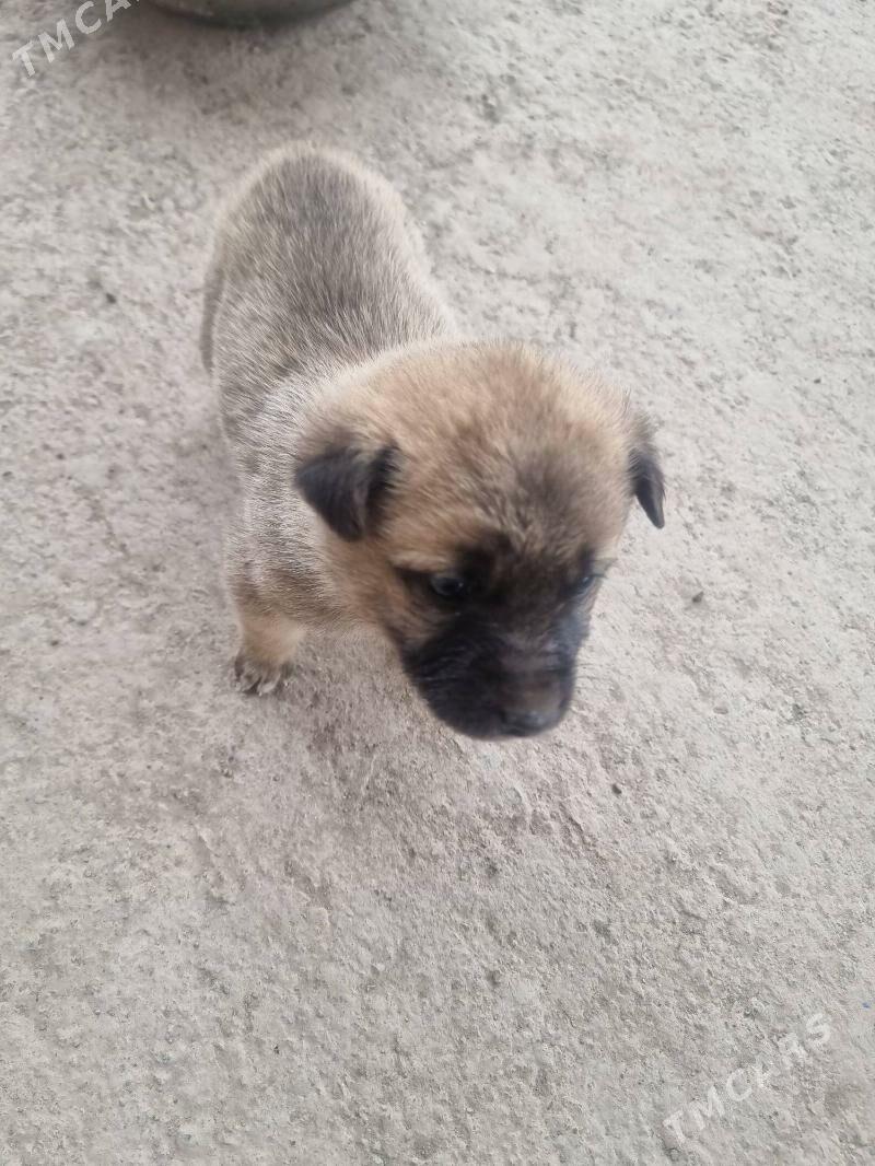 gujik - Şabat etr. - img 1