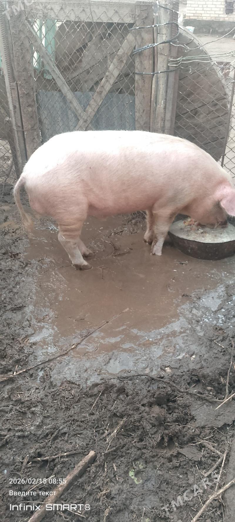 DonuzDonuz - Сейди - img 1