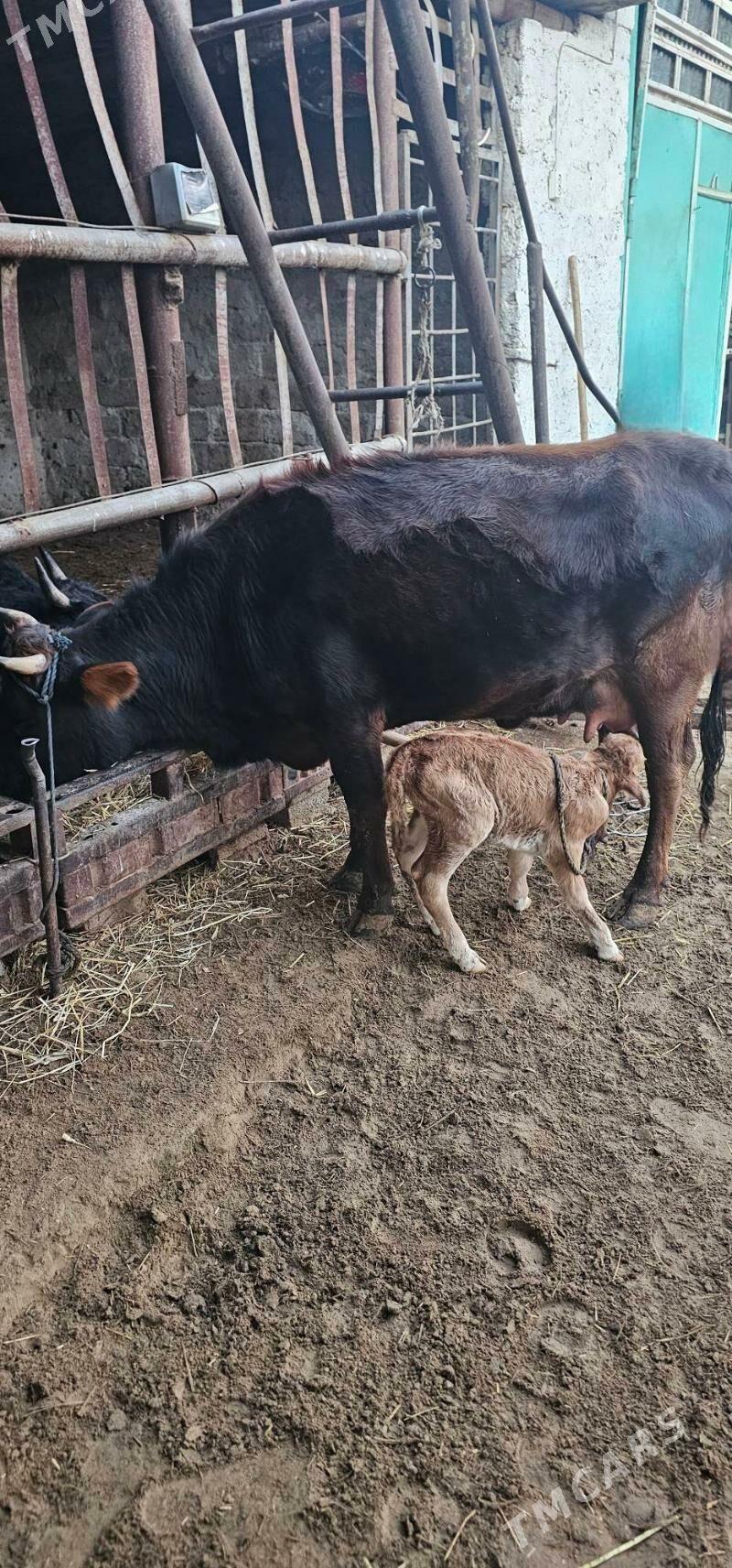 sygyr göleli - Ашхабад - img 1