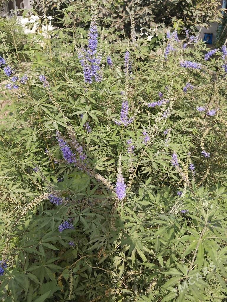 Витекс - Änew - img 1