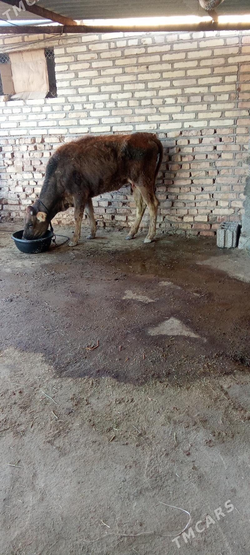 tüwe - Бабадайхан - img 1