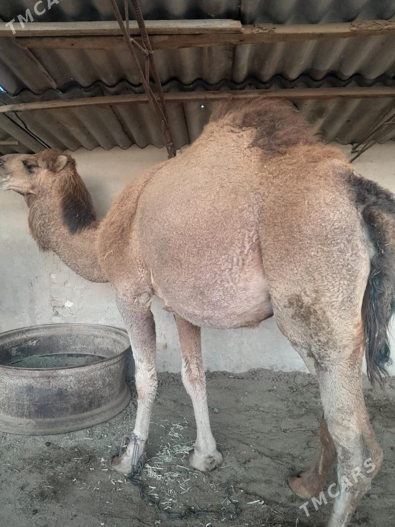 bogoz düyö - Sakarçäge - img 1