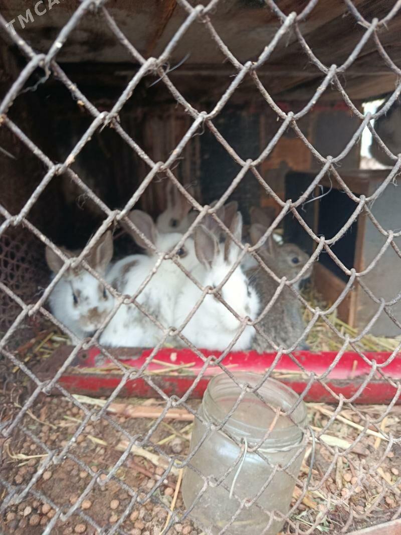 кролики - Türkmenbaşy - img 1