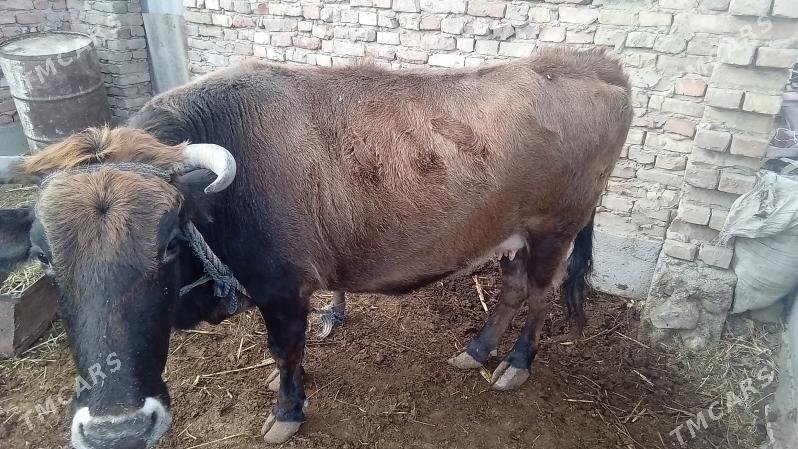 Sigir - Bäherden - img 1