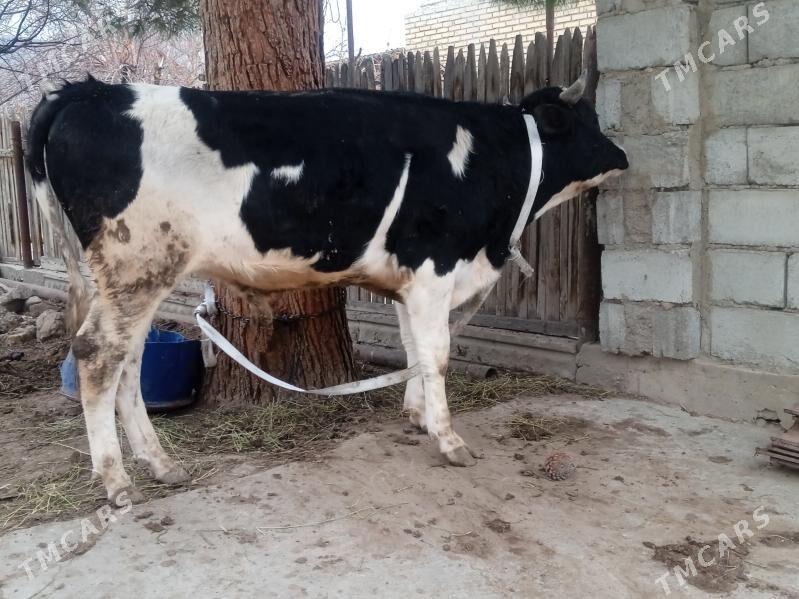 öküz - Balkanabat - img 1