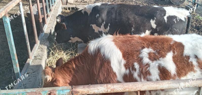 Öküzler - Gökdepe - img 1