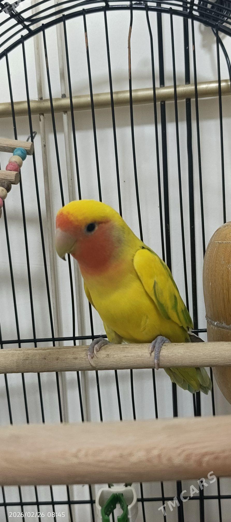 nerazluçnik - Parahat 7 - img 1