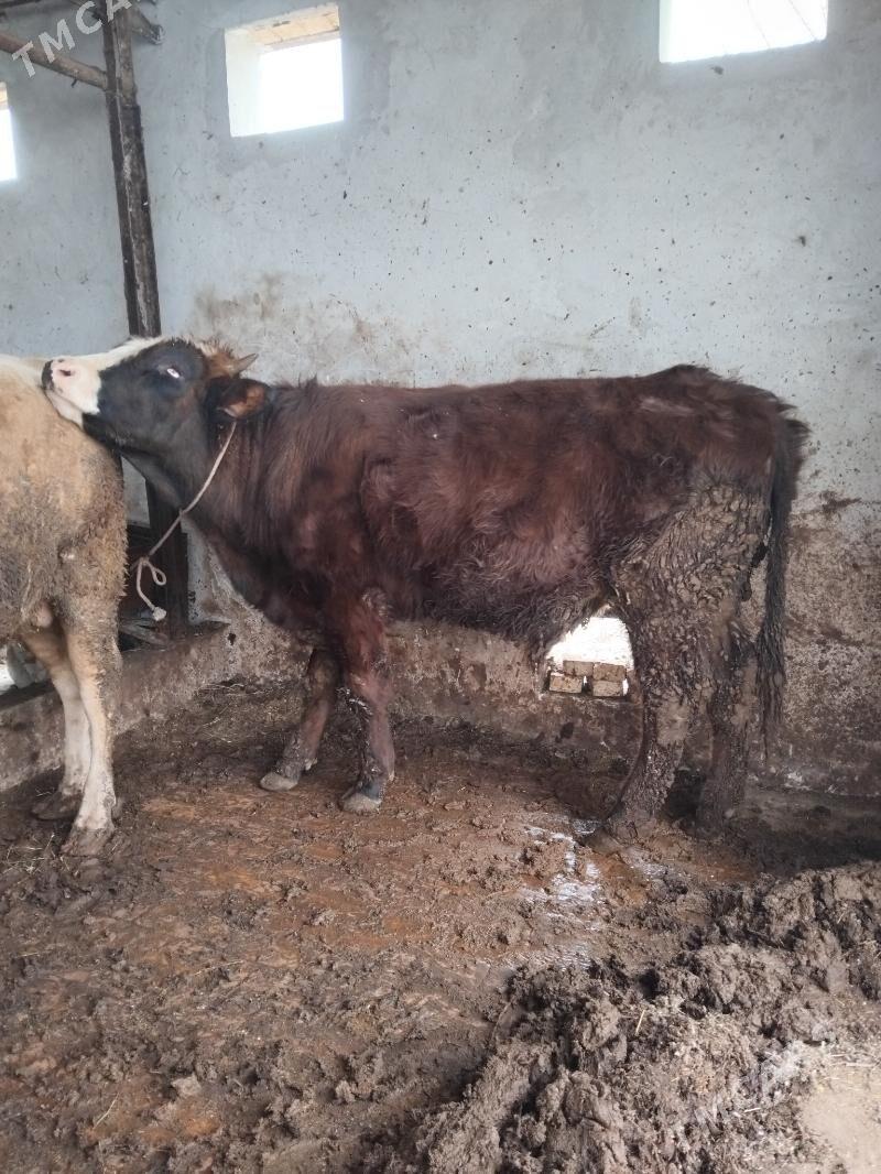 Gibrit öküz - Türkmenabat - img 1