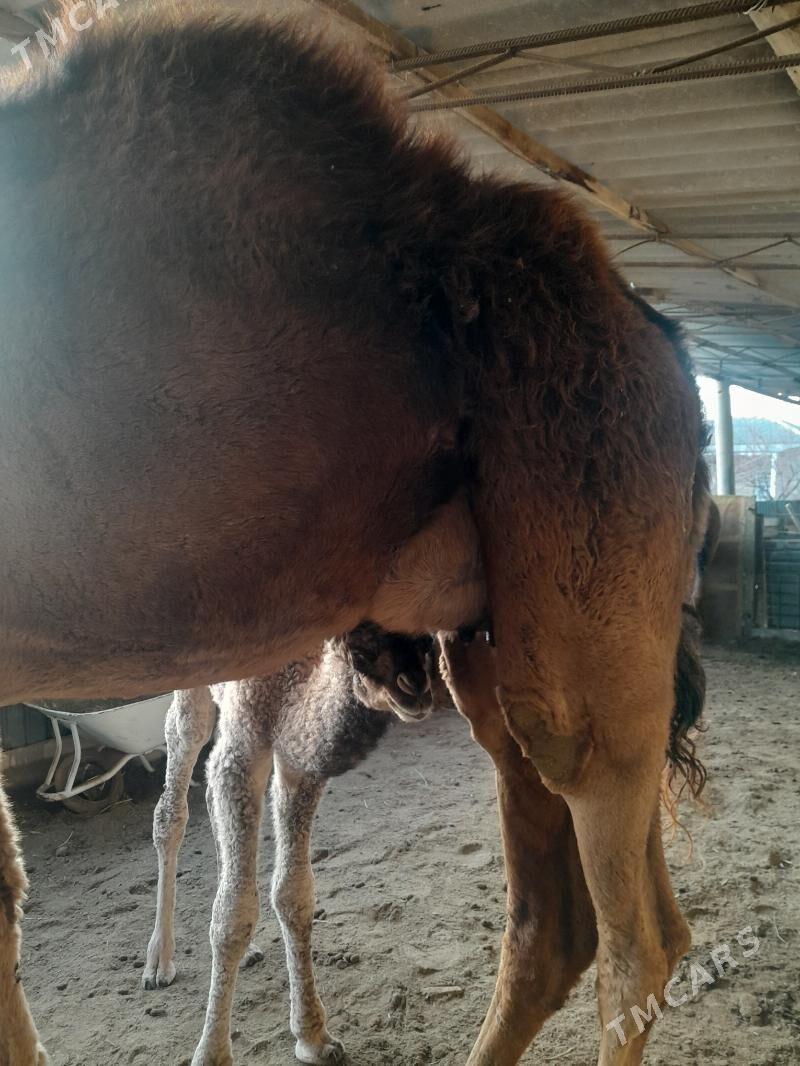 köşöklü. düyö - Sakarçäge - img 1