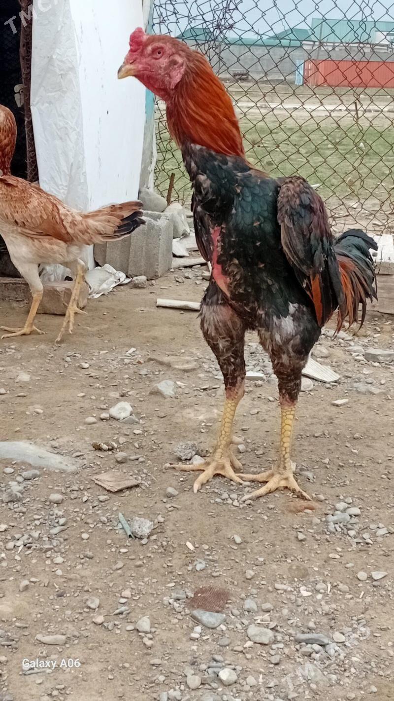 taskent - Бахарден - img 1