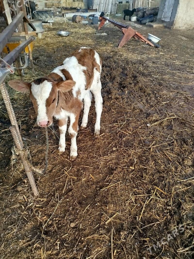 gòleli - Ak bugdaý etraby - img 1