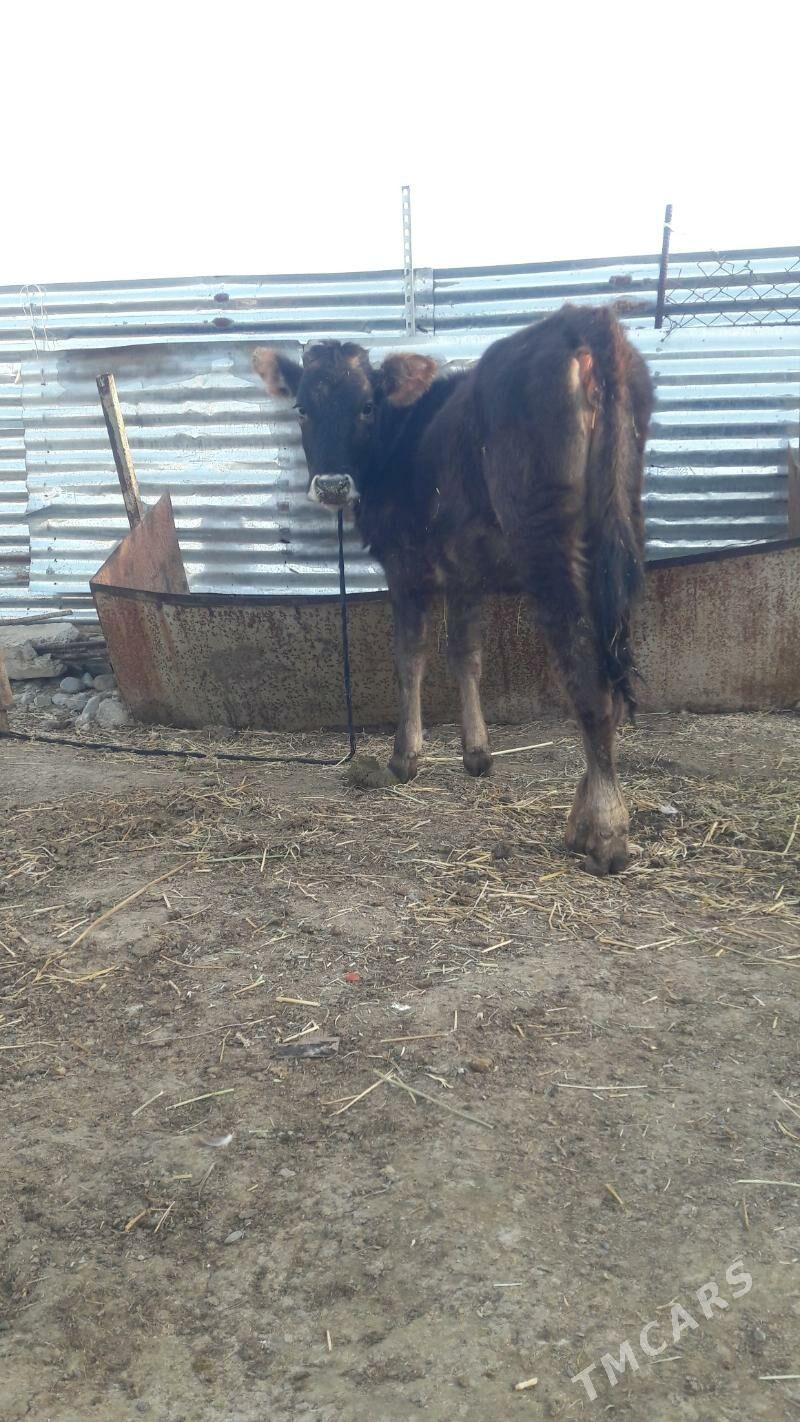 tuwe - Gökdepe - img 1