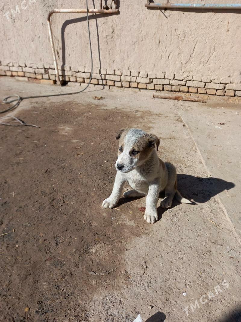 gujuk - Şabat etr. - img 1