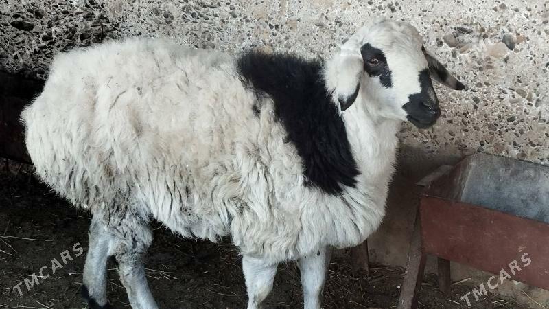 Goyun - Kaka - img 1