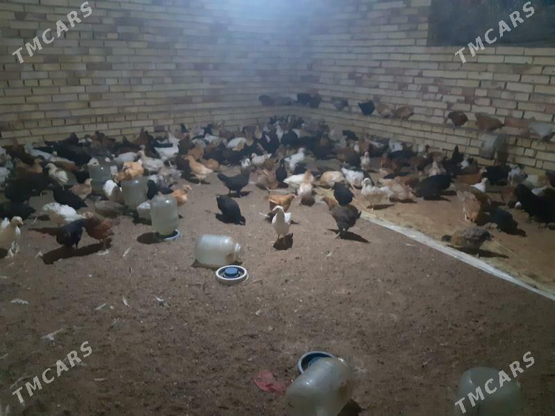 Towyk juje - Мары - img 1