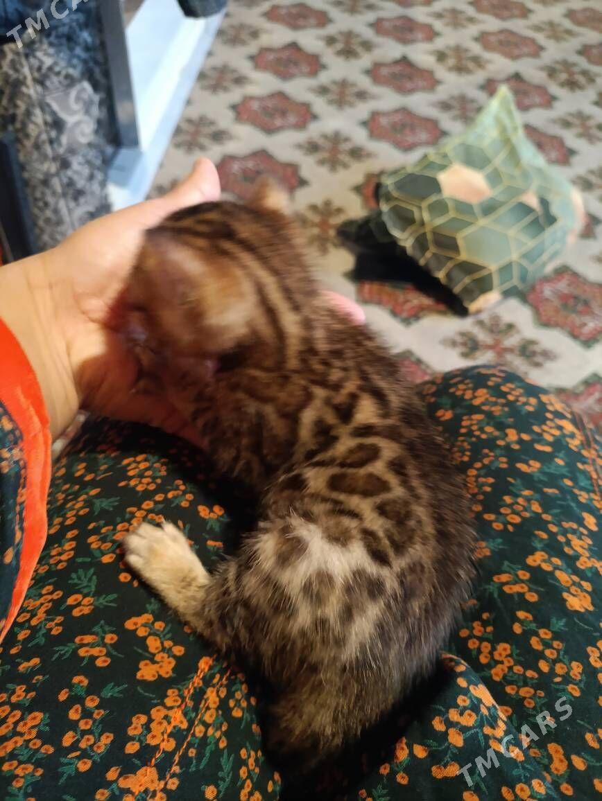 бенгал котята.bengal pişik - Arkadag - img 1