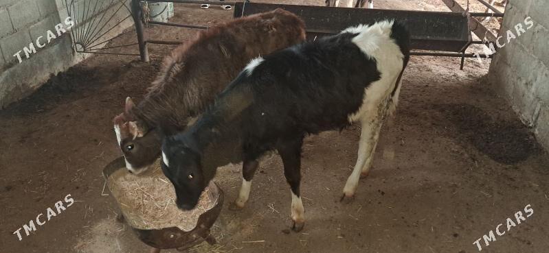 göle - Gyzylarbat - img 1