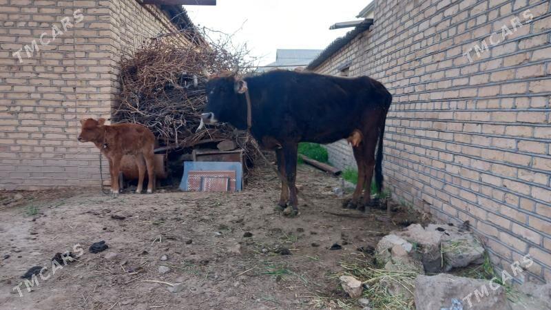 goleli sygyr - Мары - img 1