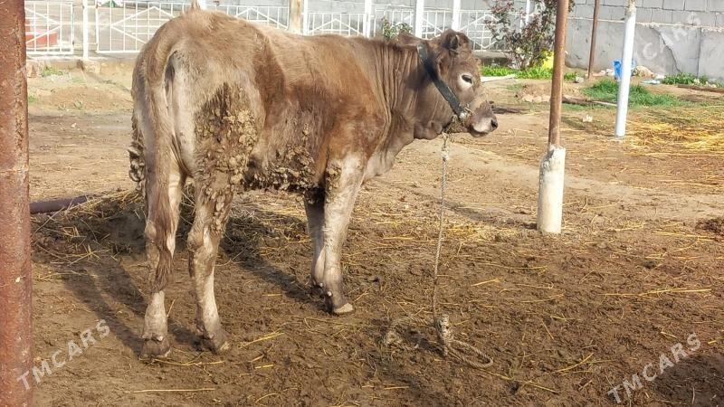 Bakylan Tuwe - Büzmeýin - img 1