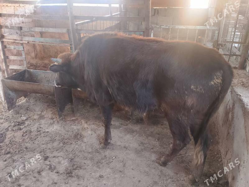 okuz - Balkanabat - img 1