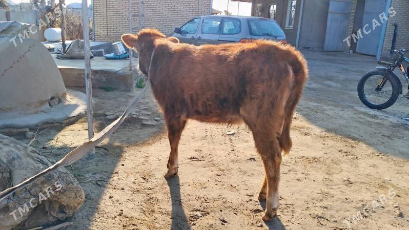 gulajyn - Mary - img 1