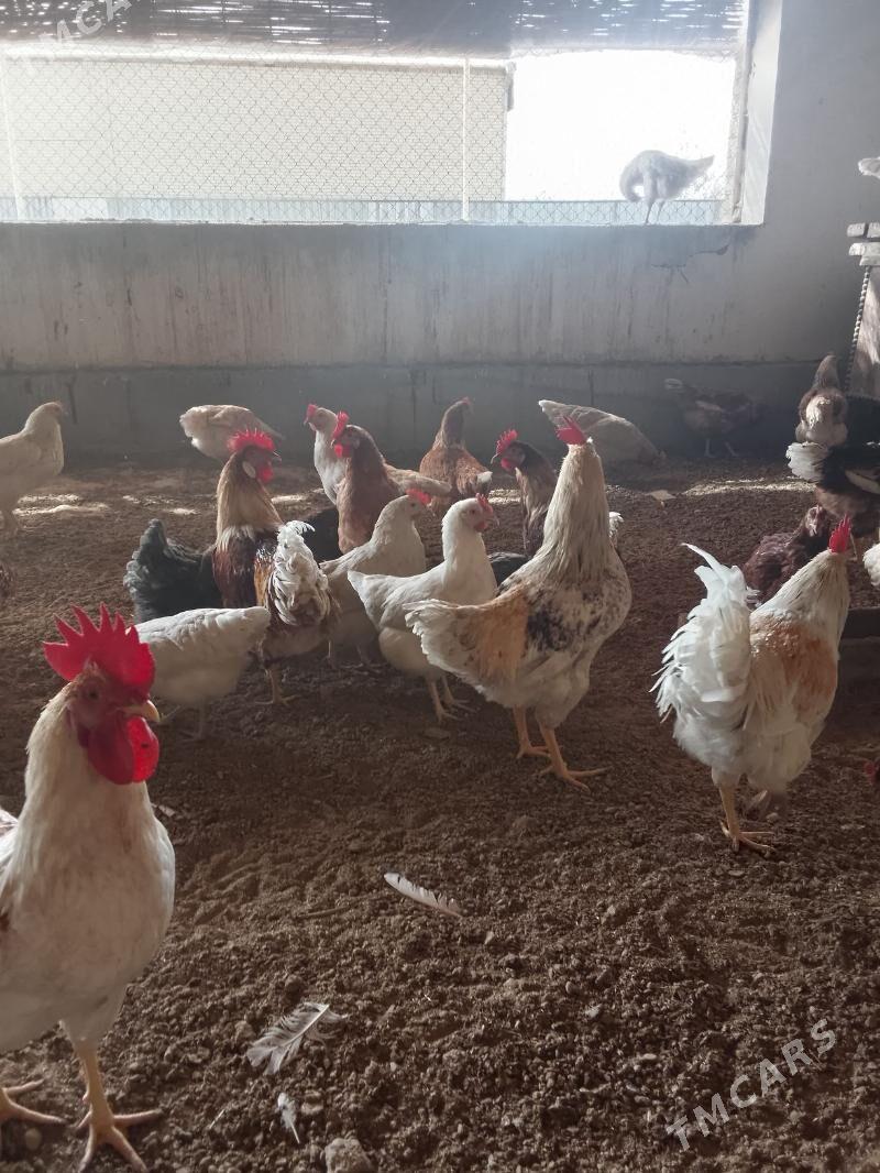 Towuk - Murgap - img 1