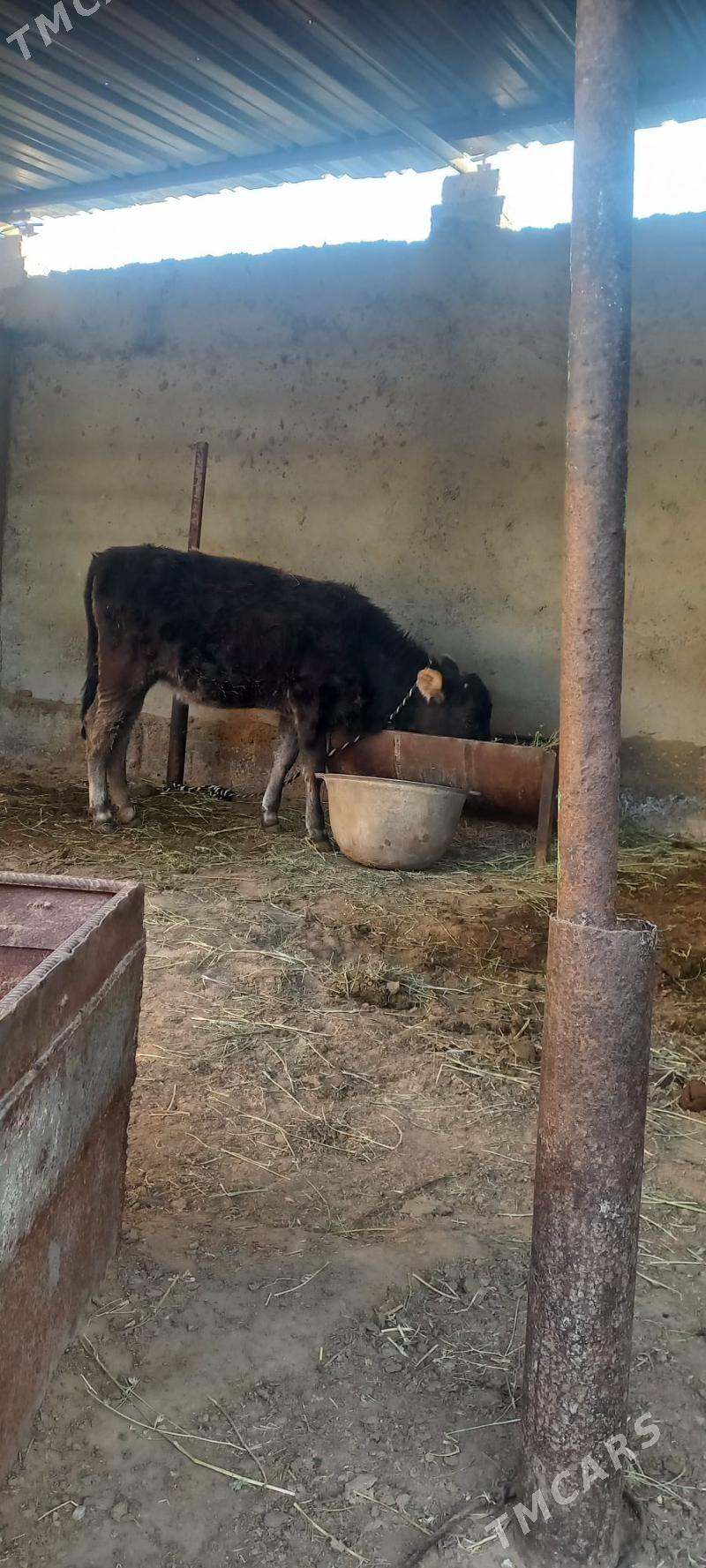 tuwe $ibes! - Чоганлы - img 1