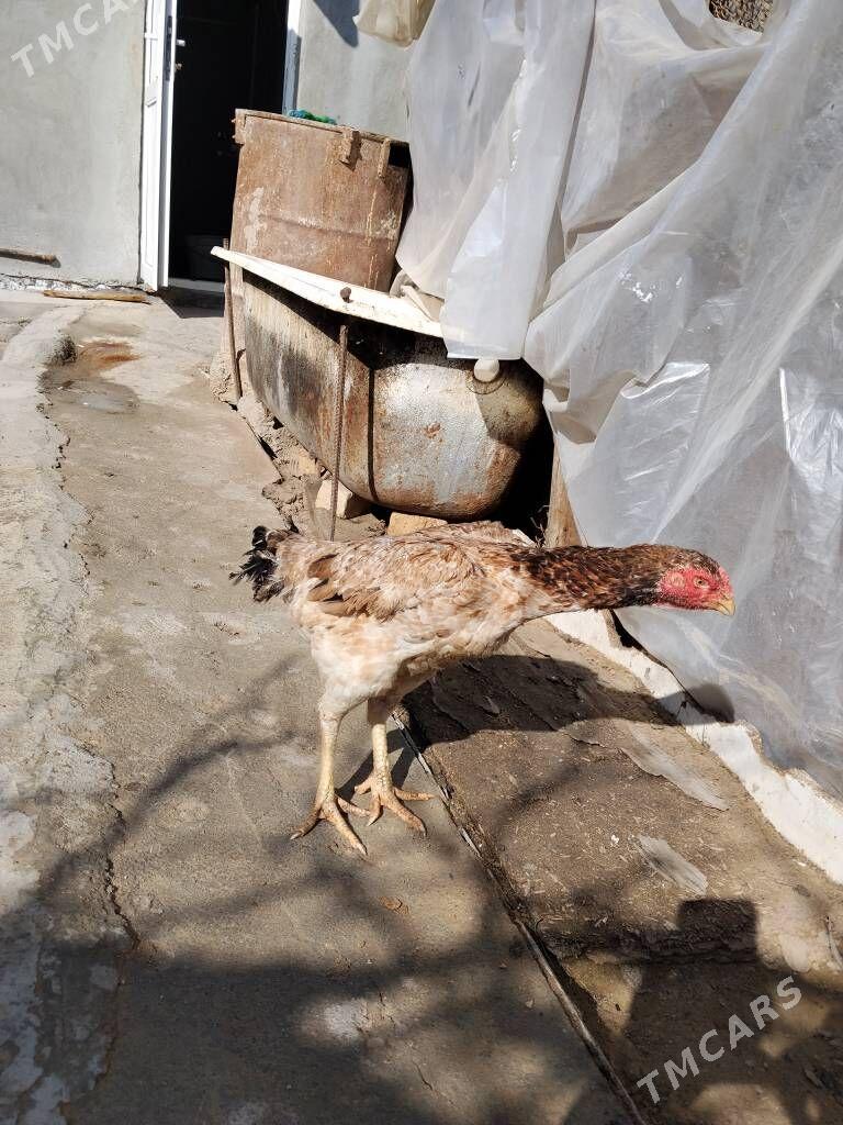 taskent towk - Bedew - img 1