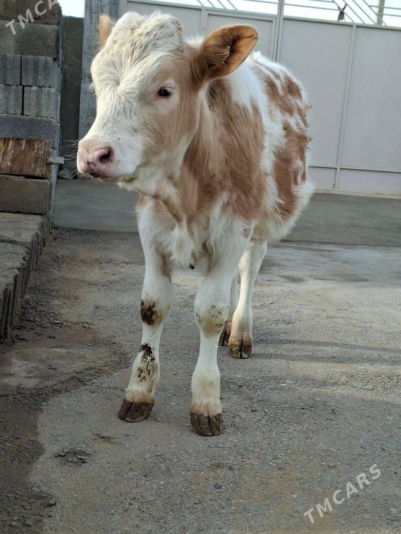 okuz - Büzmeýin - img 1