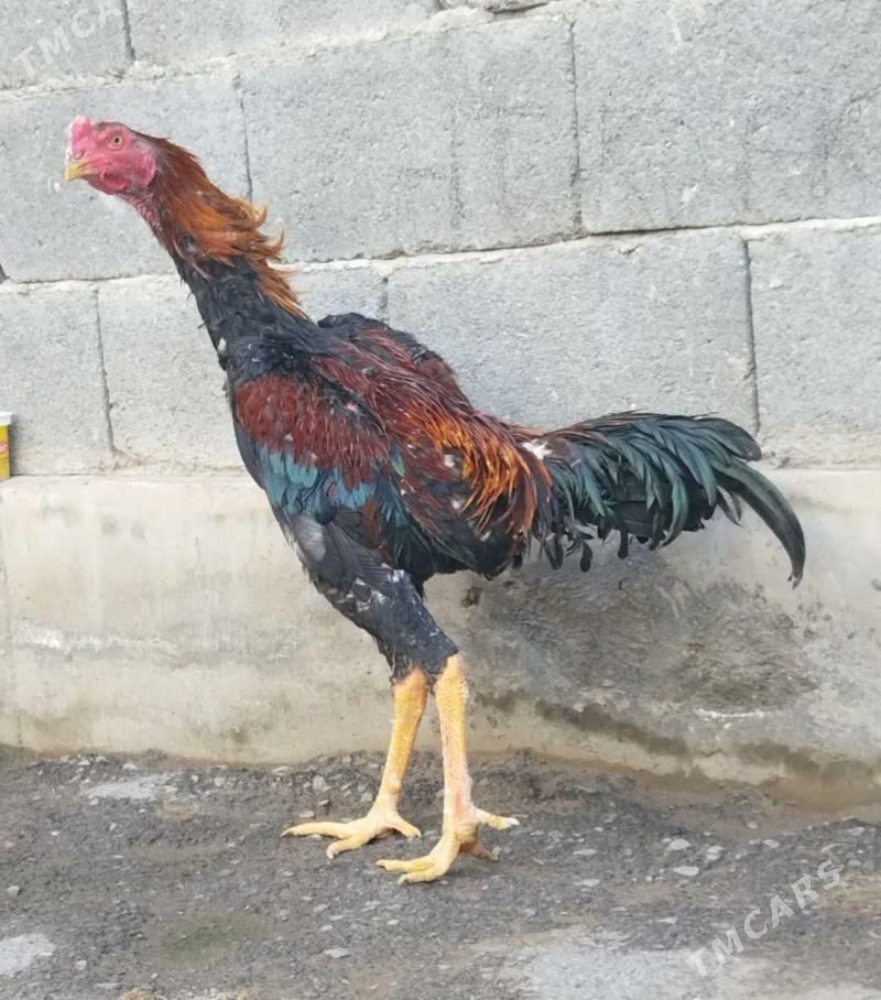 Tasgent - Бедев - img 1