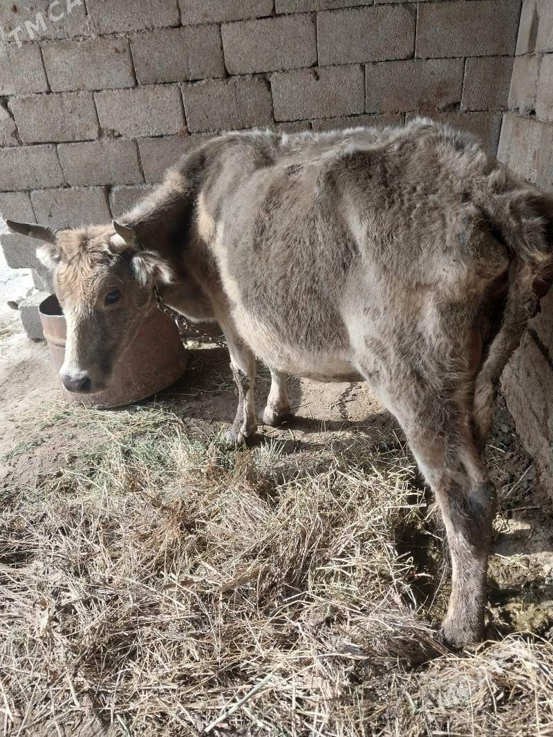 goleli sygyr - Bäherden - img 1