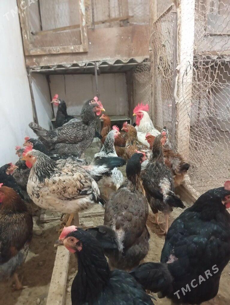 armiyan towuk - Balkanabat - img 1