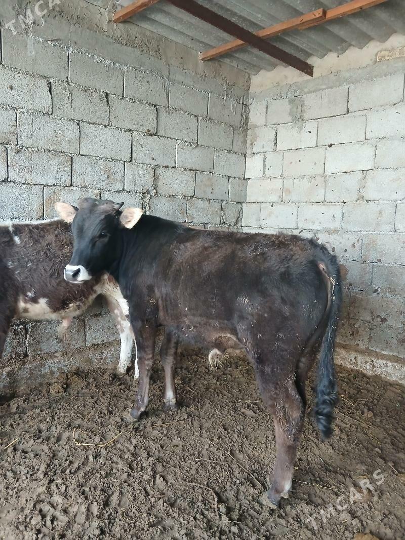 2 öküz - Гёкдепе - img 1