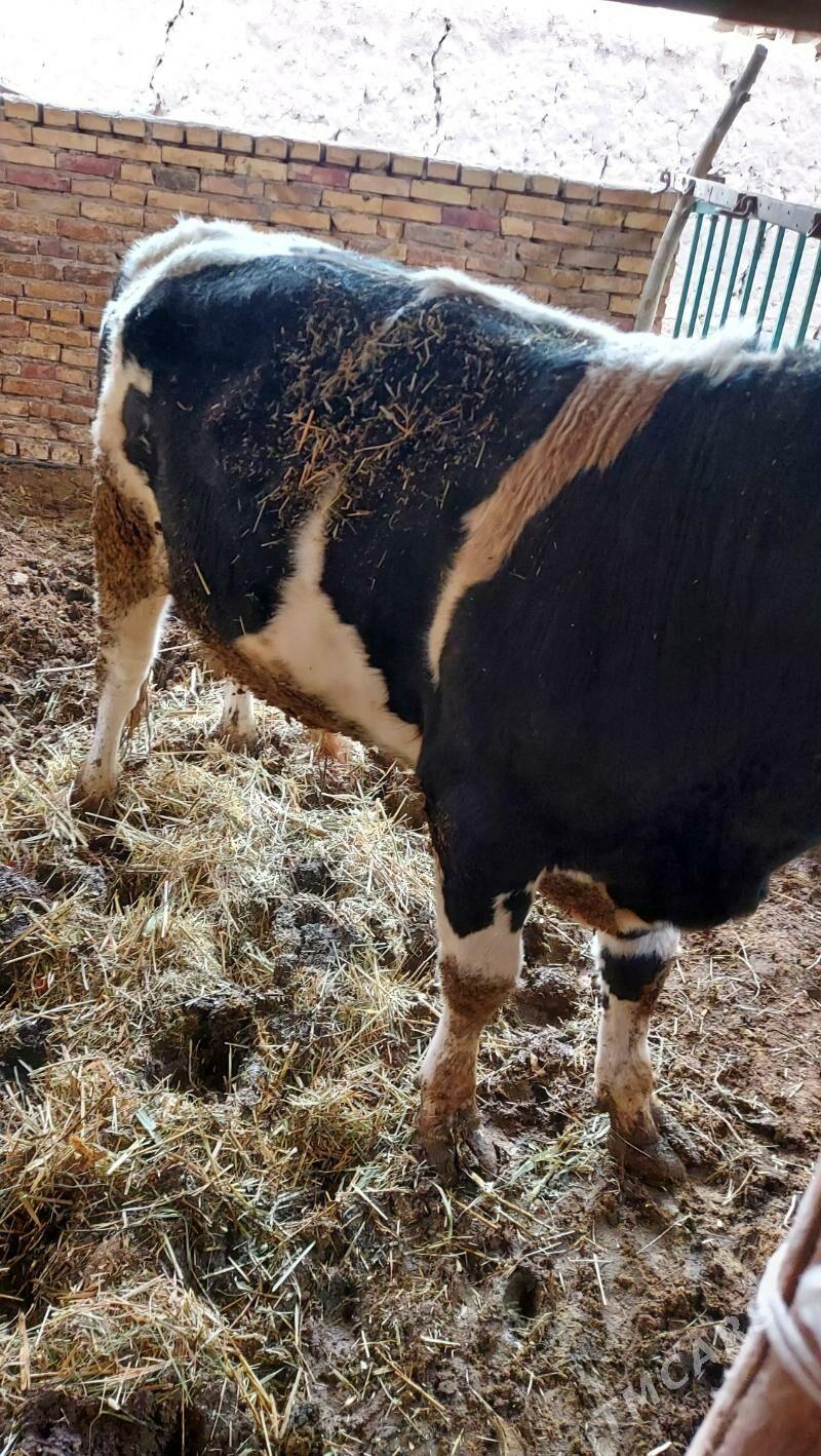 Okuz - Гарабекевюл - img 1