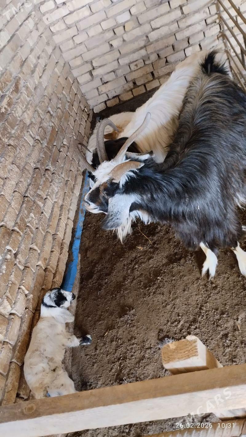 geçi. owlakly - Мургап - img 1