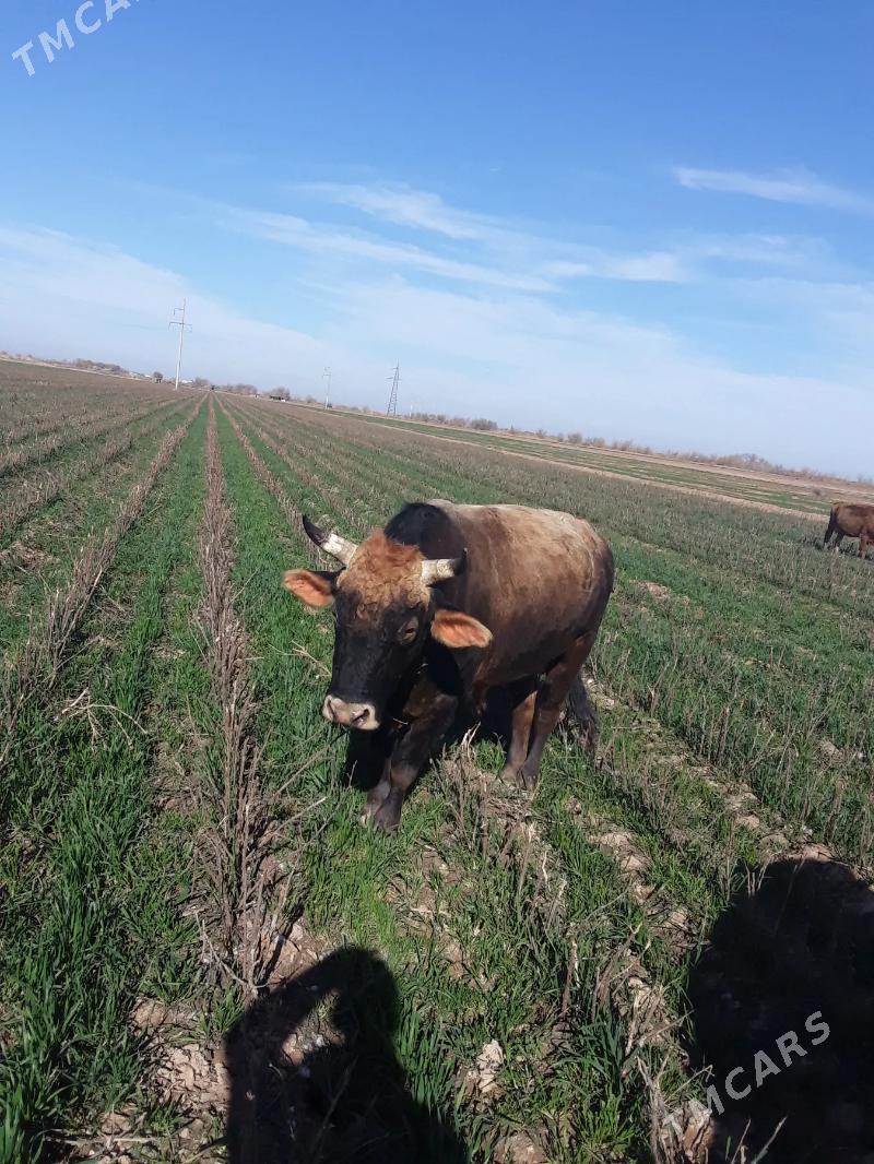 okuz - Sarahs - img 1