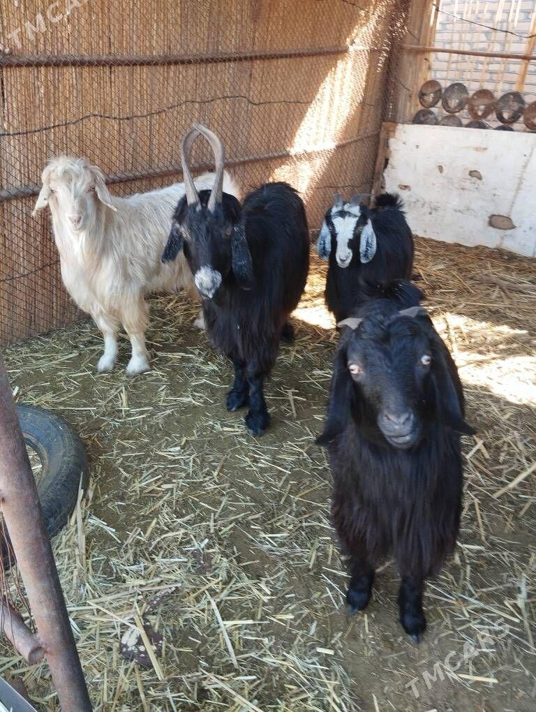 Geci 4sany - Mary - img 1