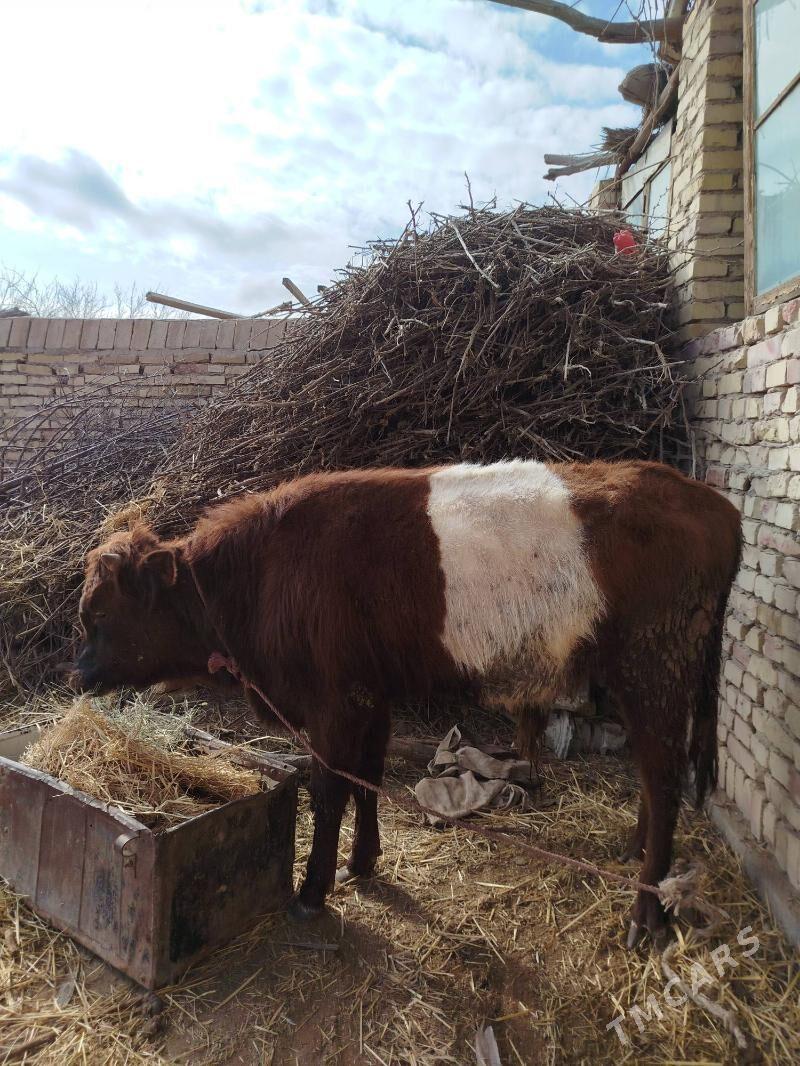 okuz - Дянев - img 1