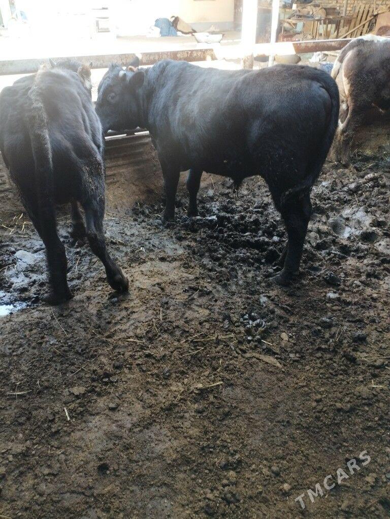 Bakylan Őkuz - Ак-Бугдайский этрап - img 1