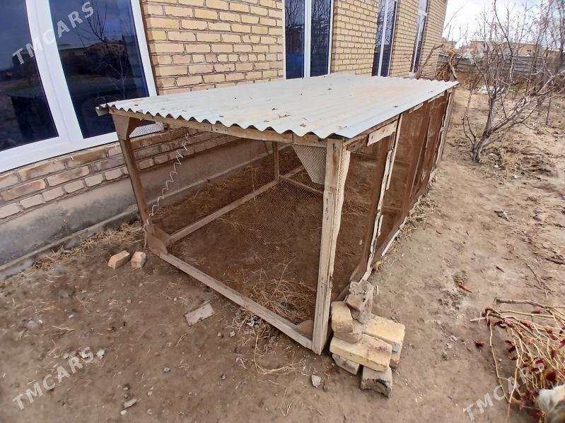 juyje ketek - Dänew - img 1